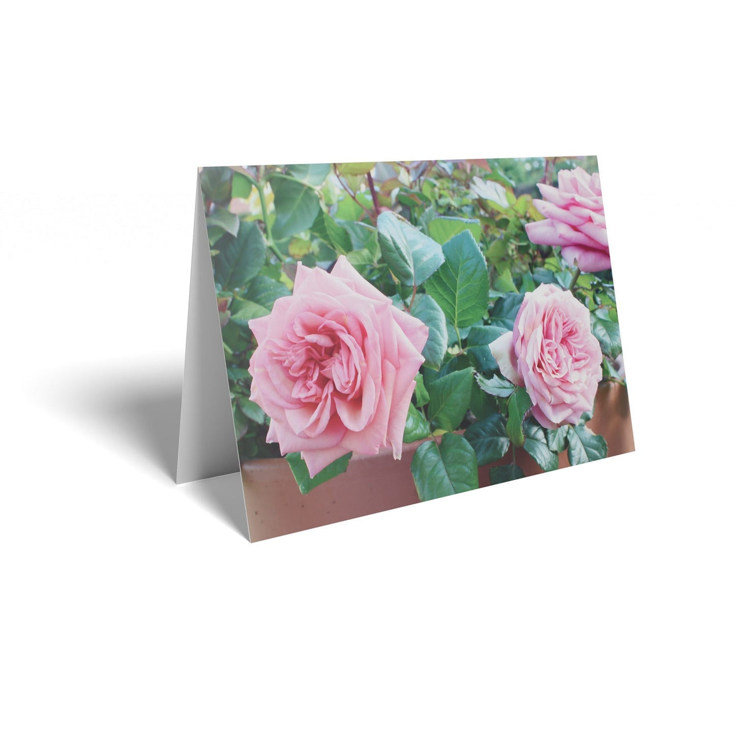 Pink Roses Folded Card with Care Info (pck of 25)