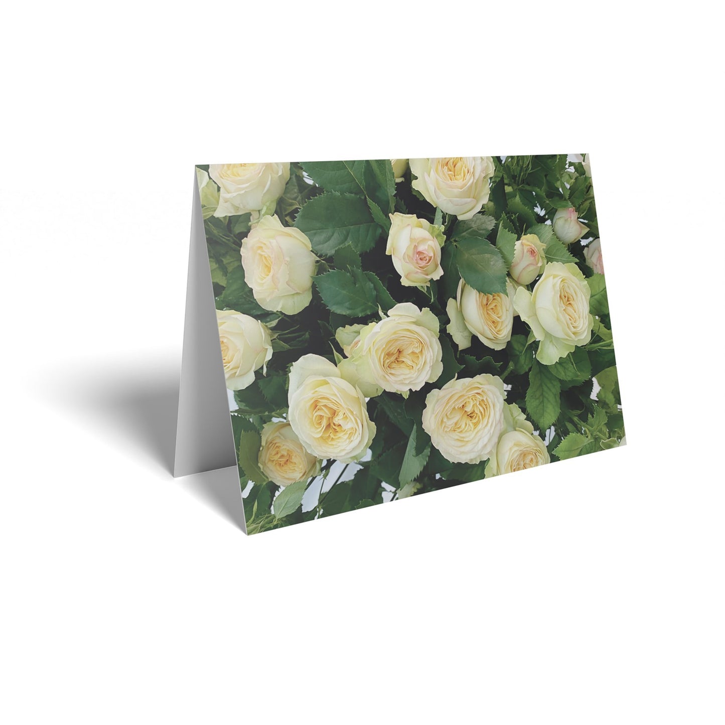 Pale Yellow Rose Folded Card with Care Info (pack of 25)