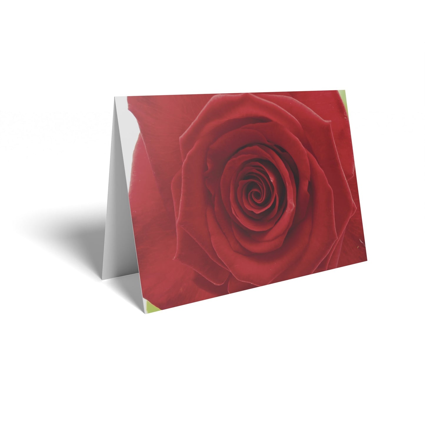 Deep Red Rose Folded Card with Care Info (pack of 25)