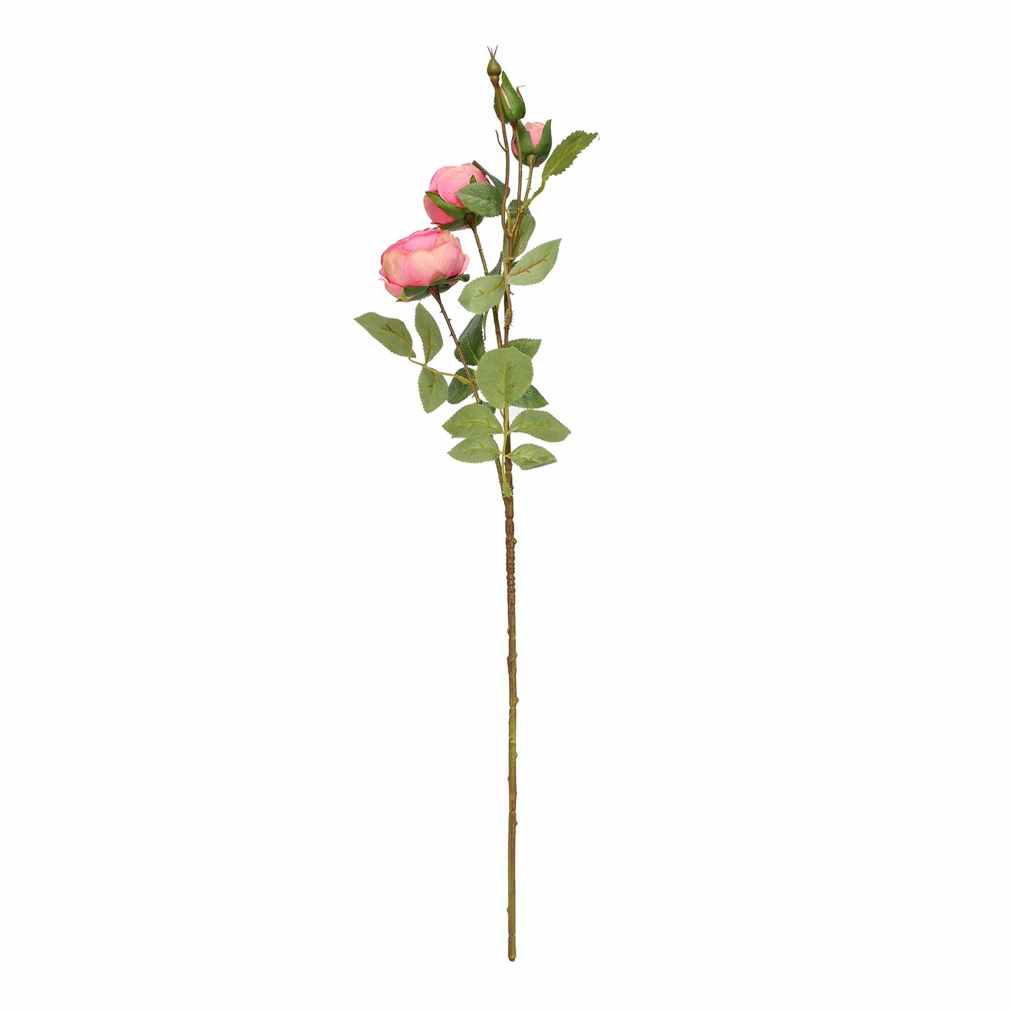 Garden Peony Rose (Deep Pink)