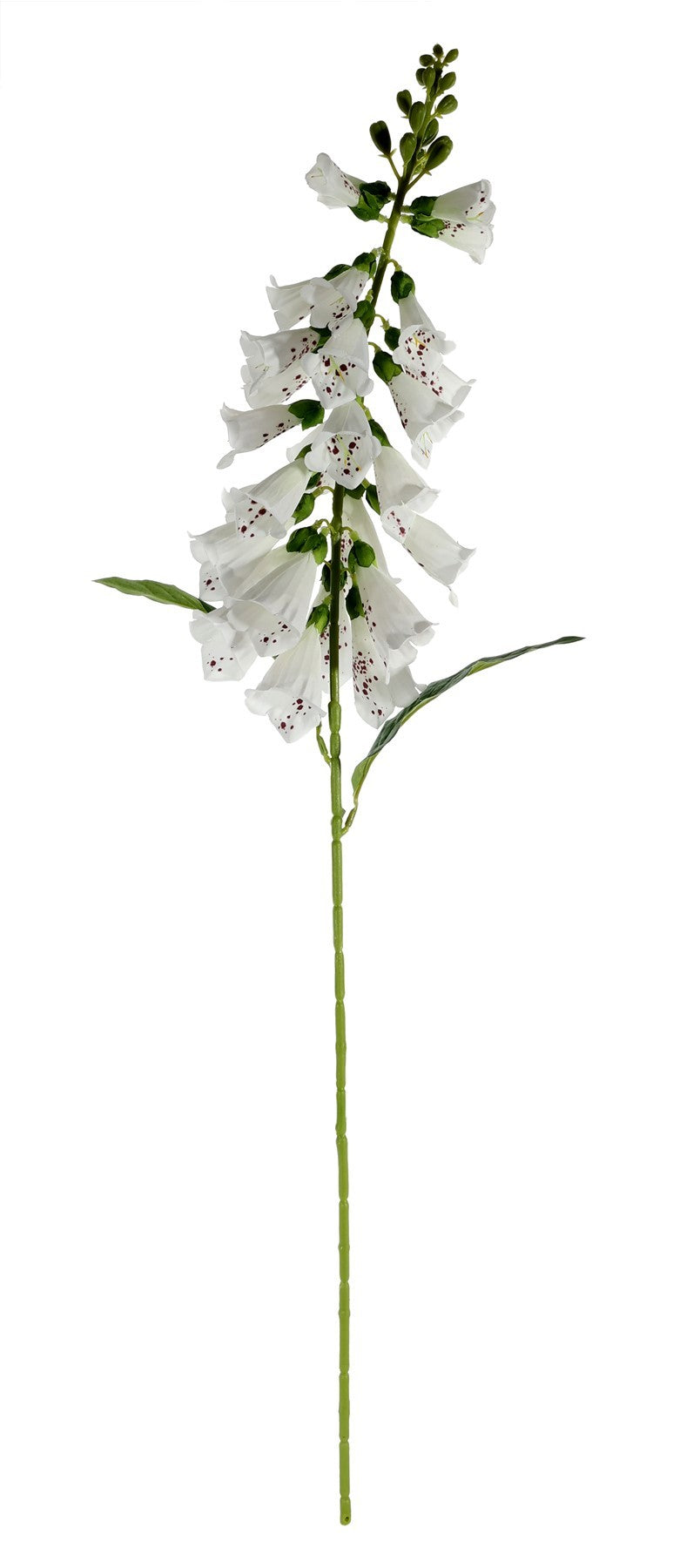 Essential White Foxglove