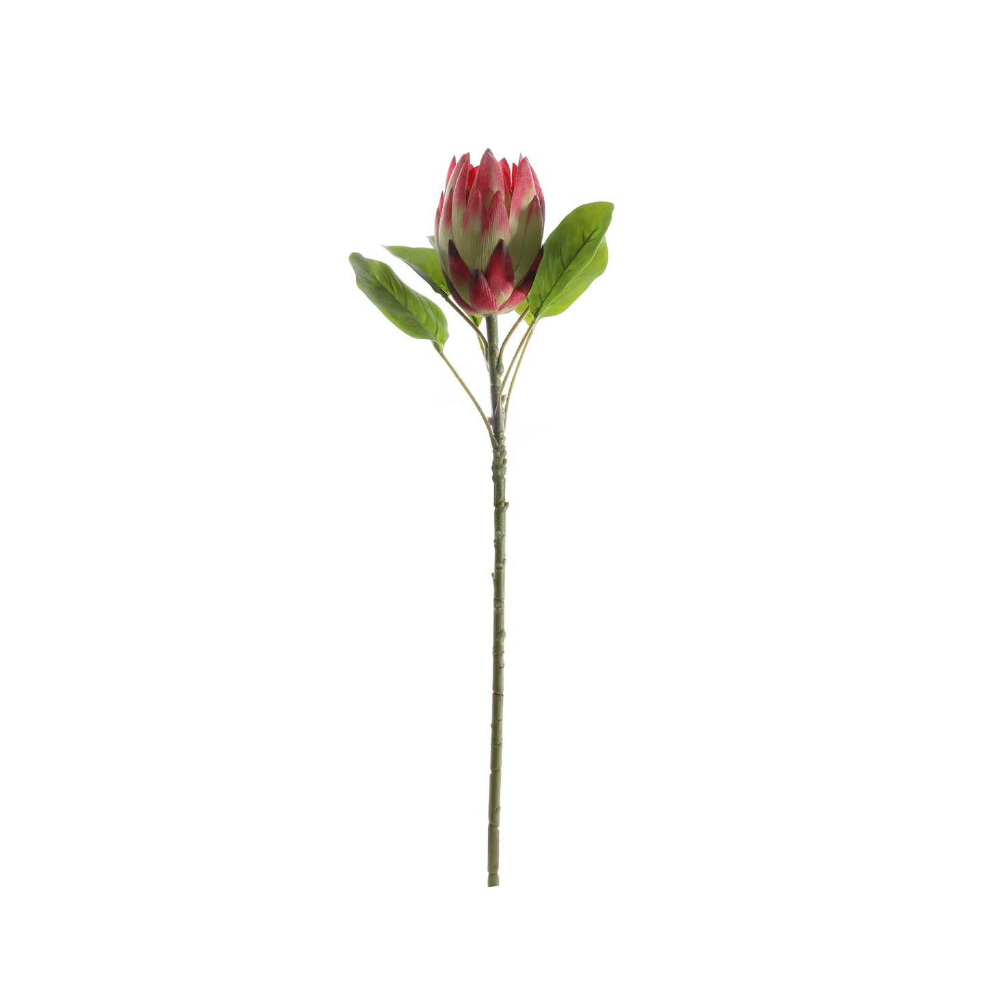 Red Large Protea (65cm)