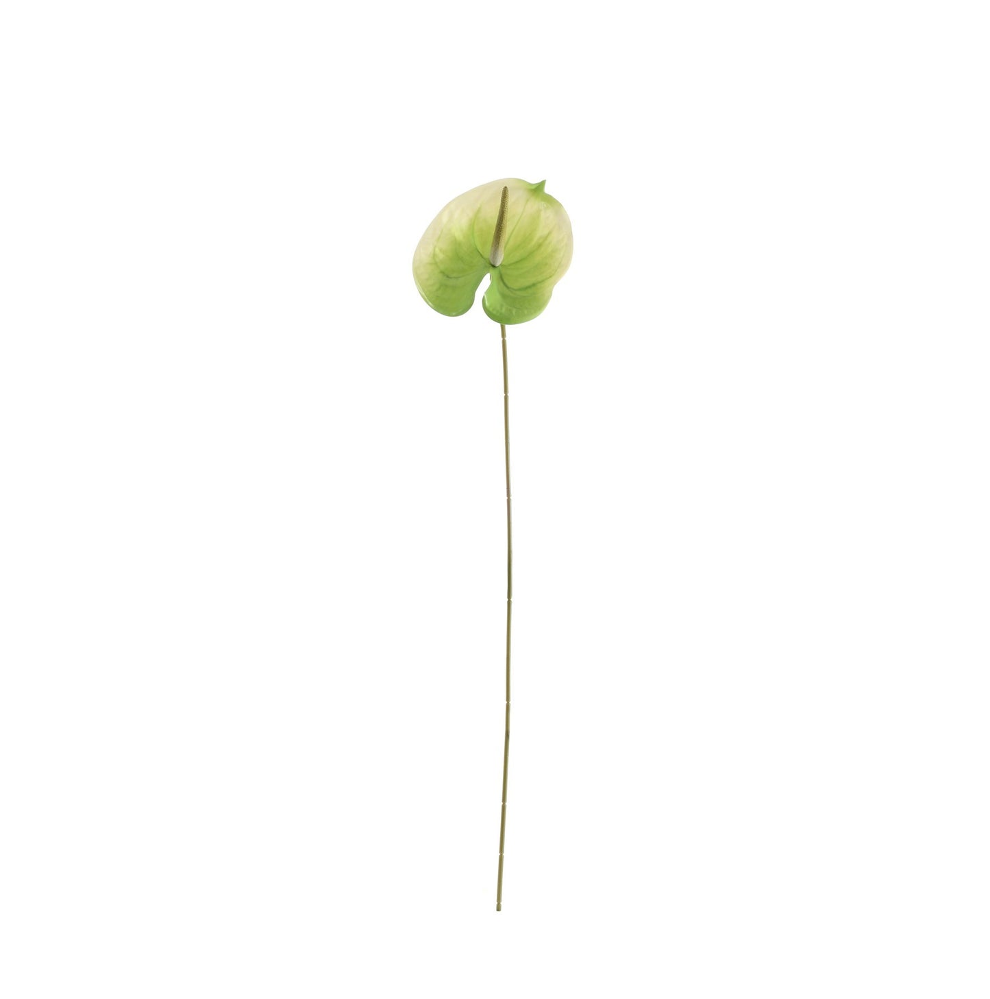 Essential White/Green Anthurium (59cm)