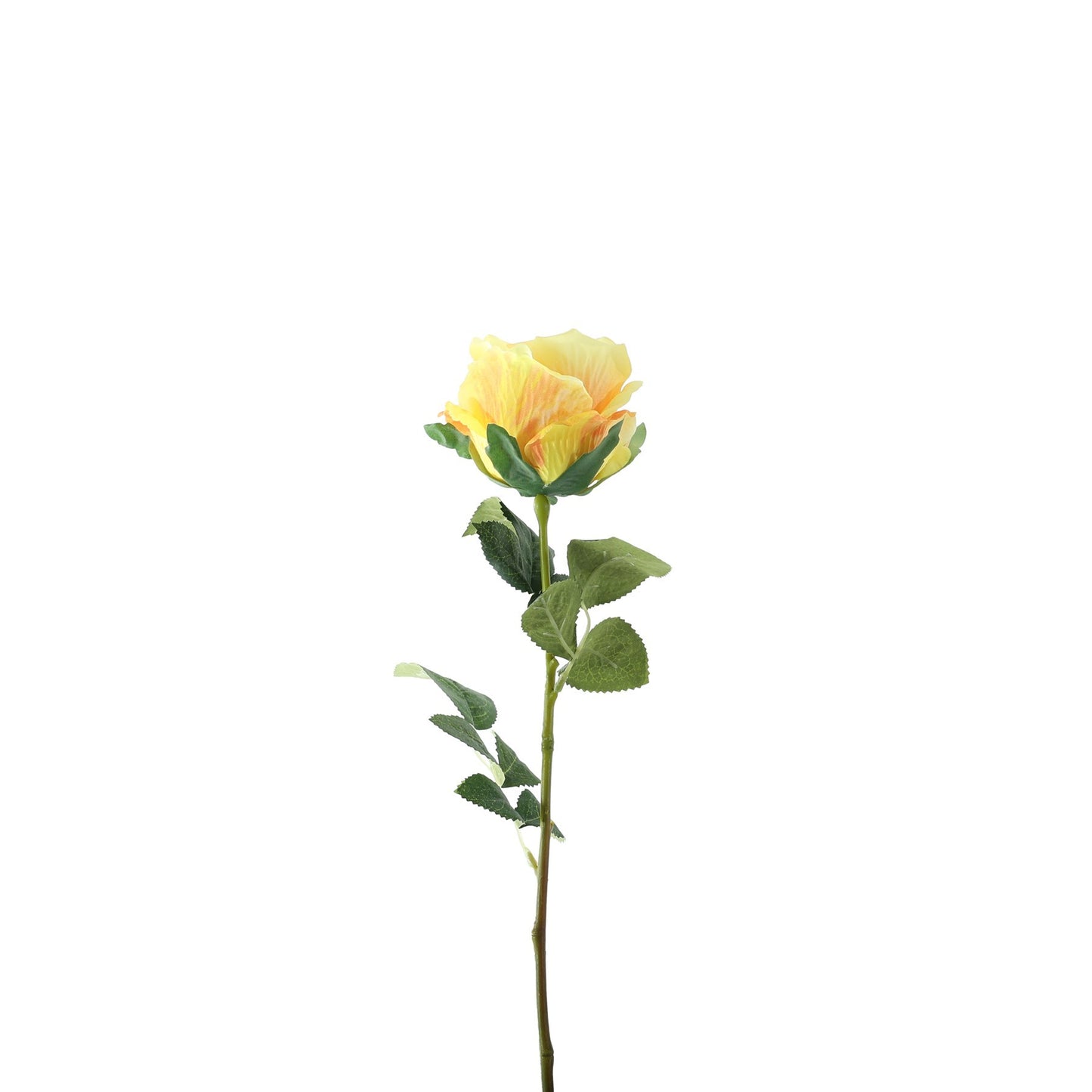 Essential Lemon Garden Rose