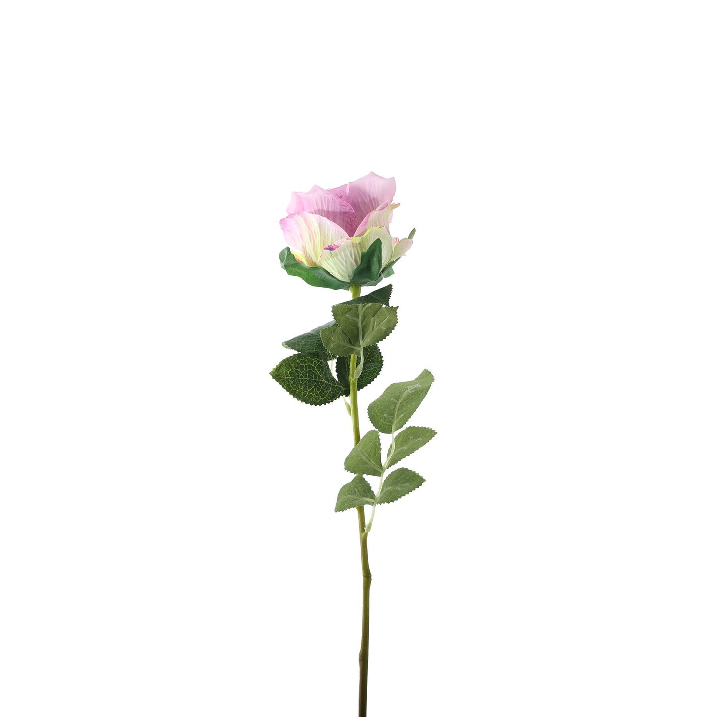 Essential Lilac Garden Rose