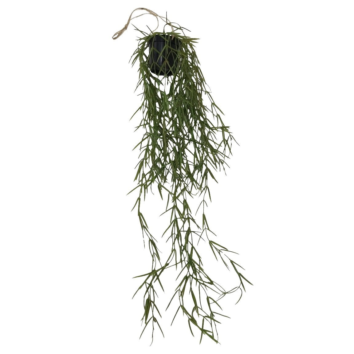 Botanica Trailing Fire Stick Plant (86cm)