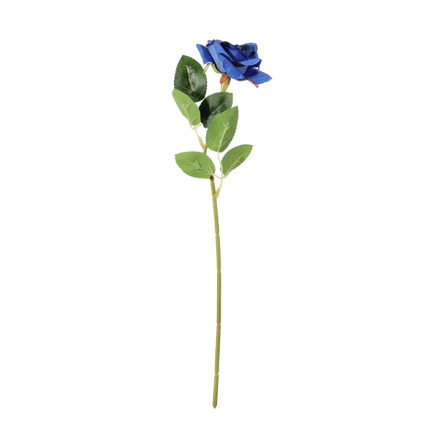 Essential Blue Rose