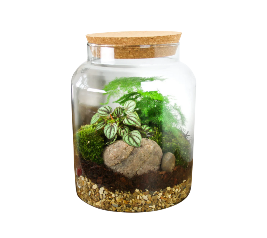 Terrarium & Succulent Accessory Starter Jar Kit