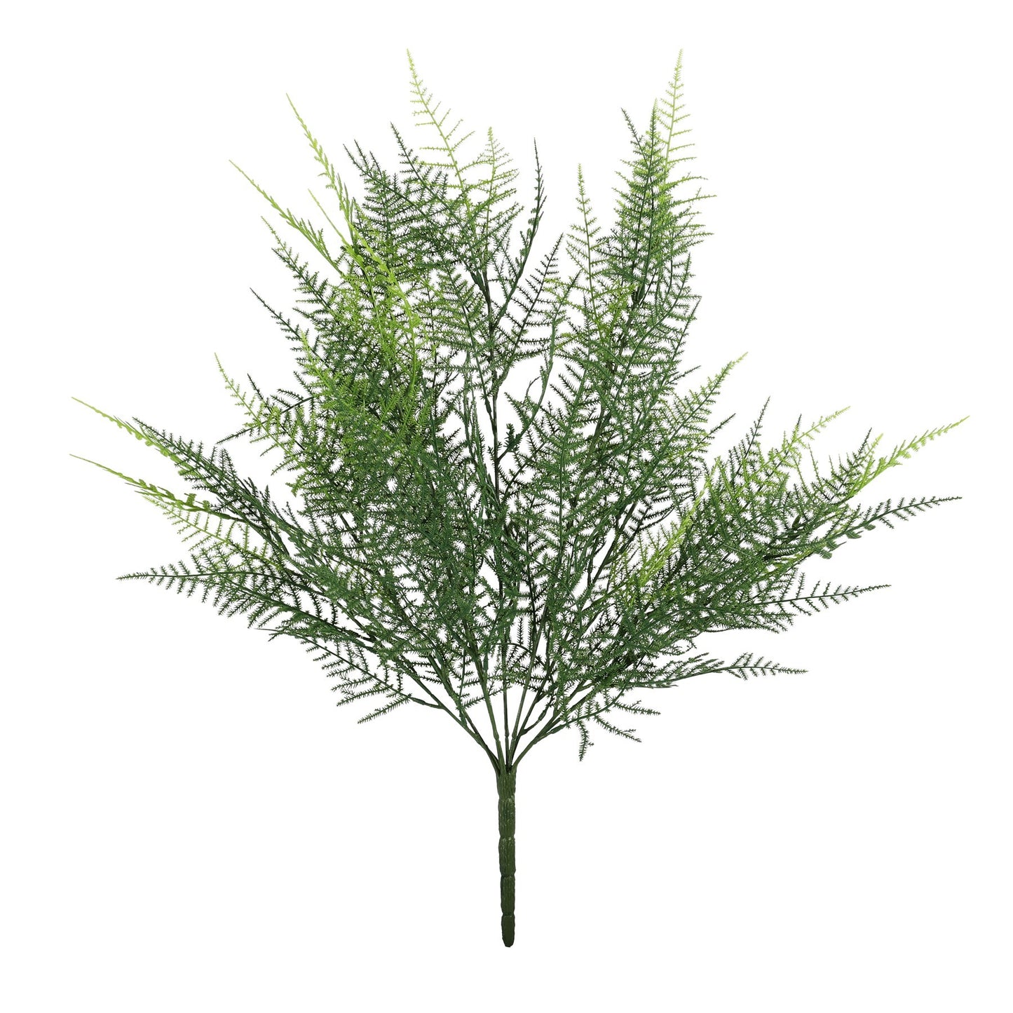 UV Exterior Junglist Asparagus Bush (53cm)
