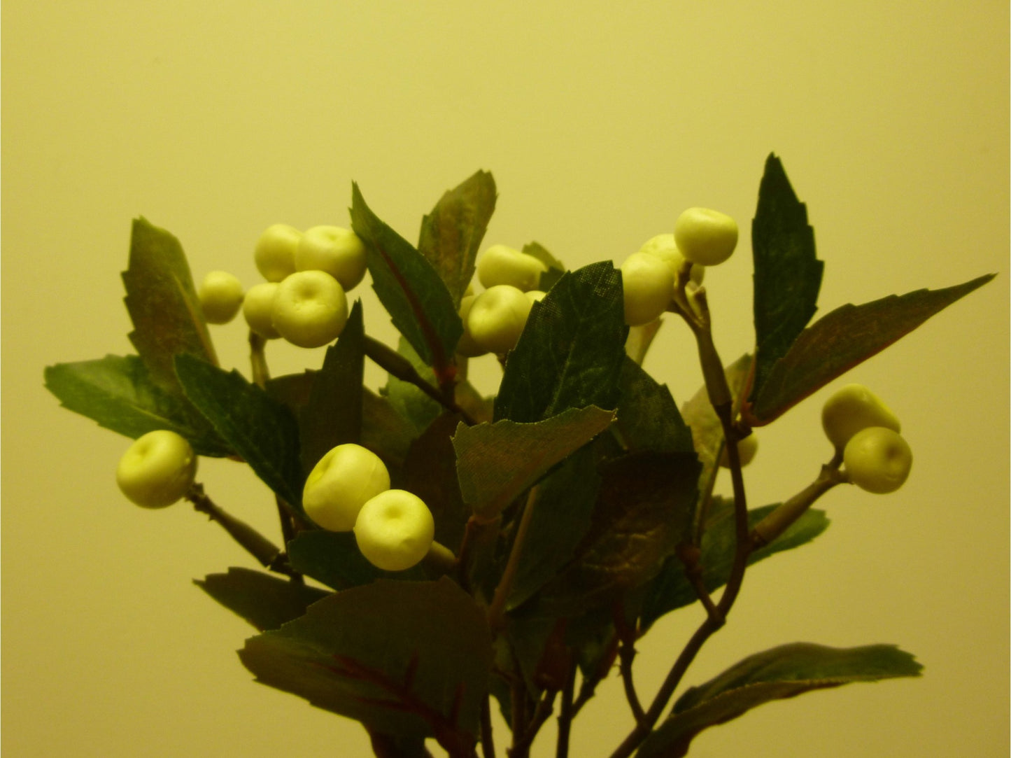Berry Bush x7 Cream (21cm)
