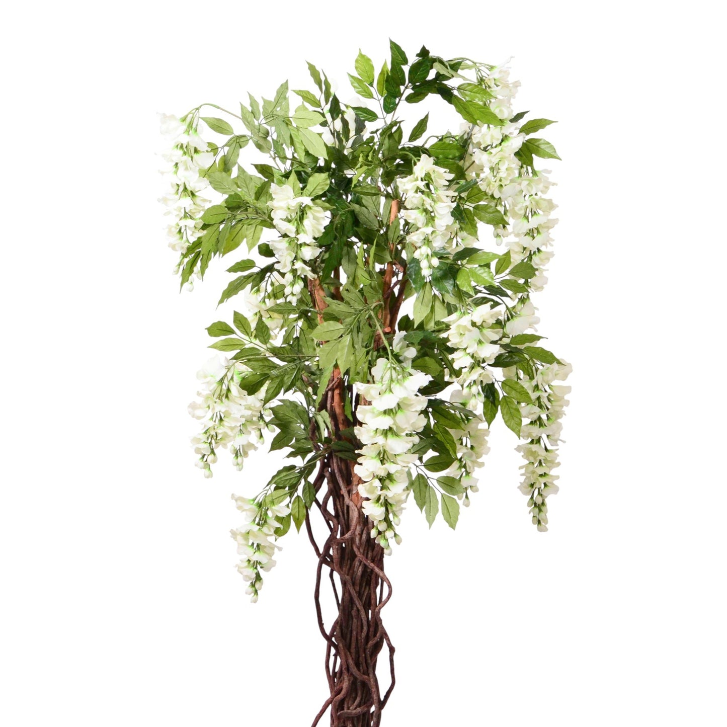 Cream Wisteria Potted Tree (6ft)