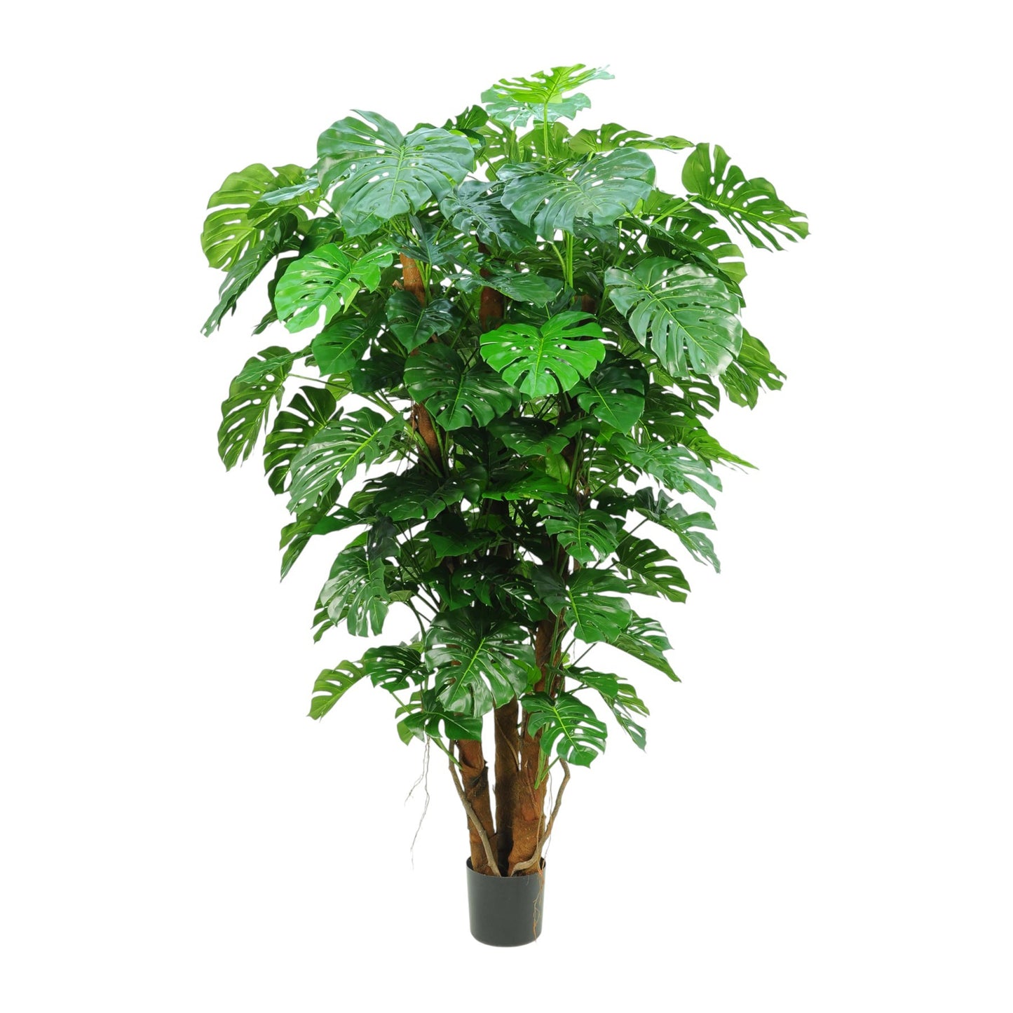 Split Philo Plant Potted (7Ft)