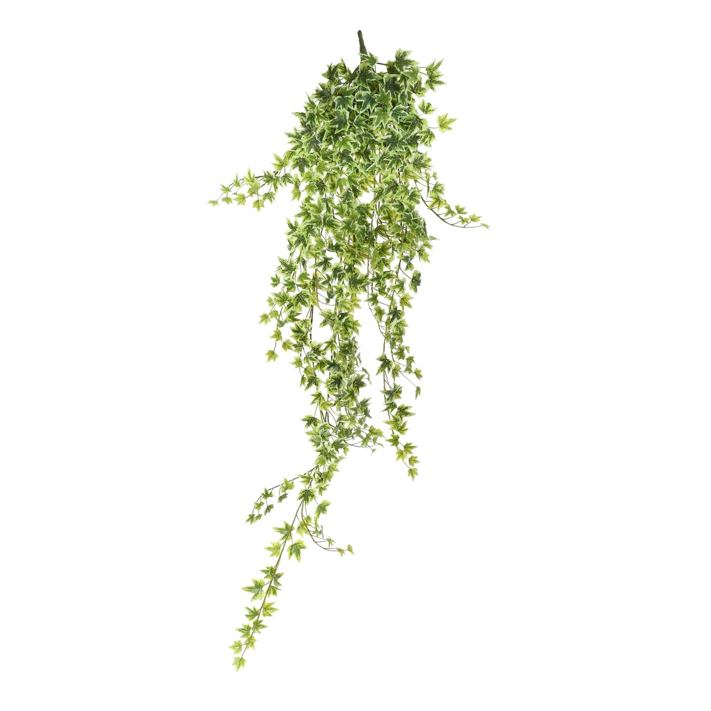 Green Variegated Ivy Hanger (120cm)