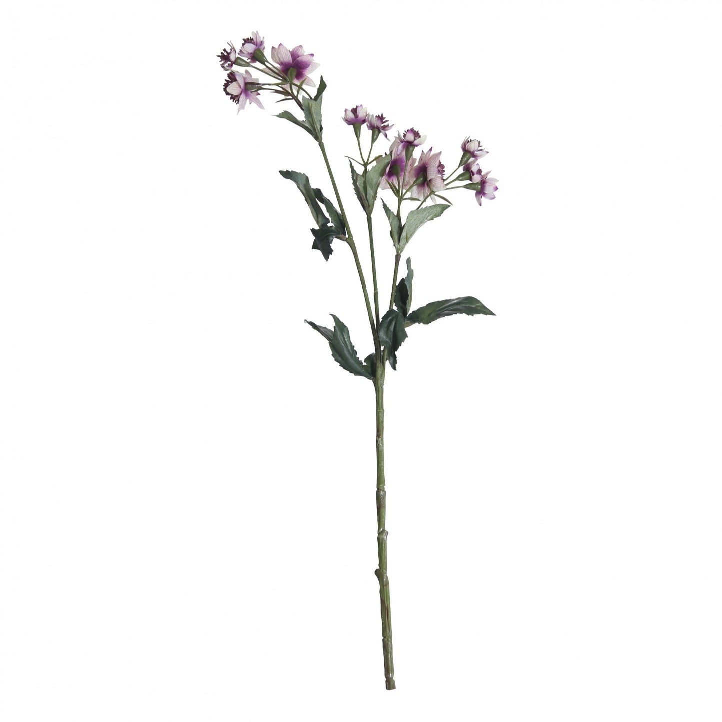 Dusky Pink Astranria