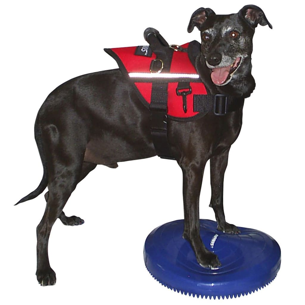 FitPAWS Pet Balance Disc 36 cm Blue