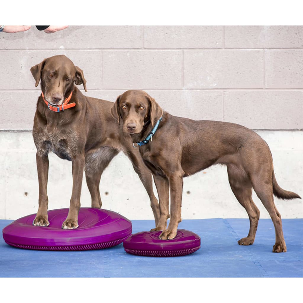 FitPAWS Pet Balance Disc 36 cm Razzleberry