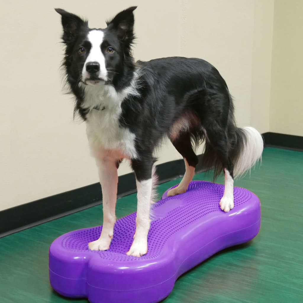 FitPAWS Pet Balance Platform Giant K9FITbone PVC Violet