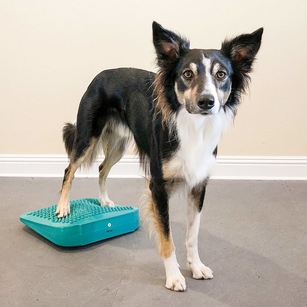 FitPAWS Pet Balance Ramp 35x35x7 cm Blue