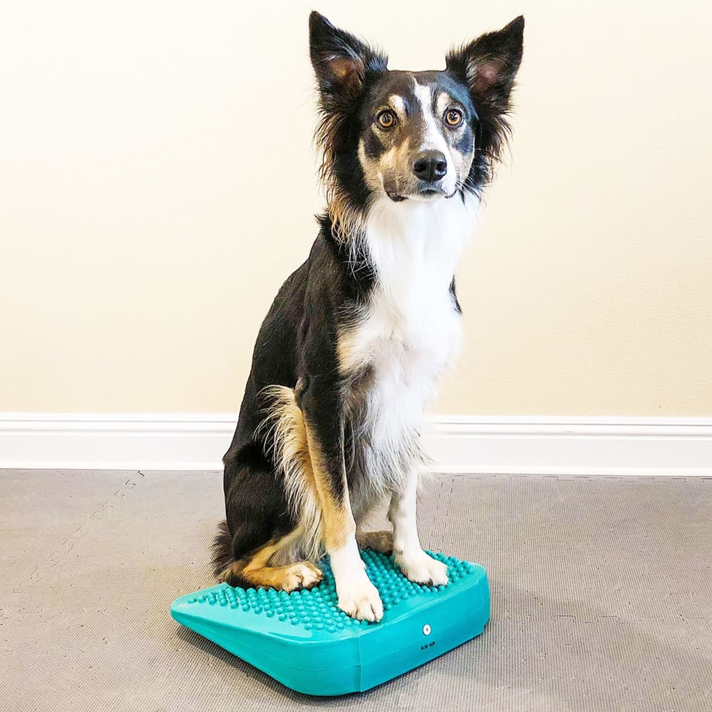 FitPAWS Pet Balance Ramp 35x35x7 cm Blue