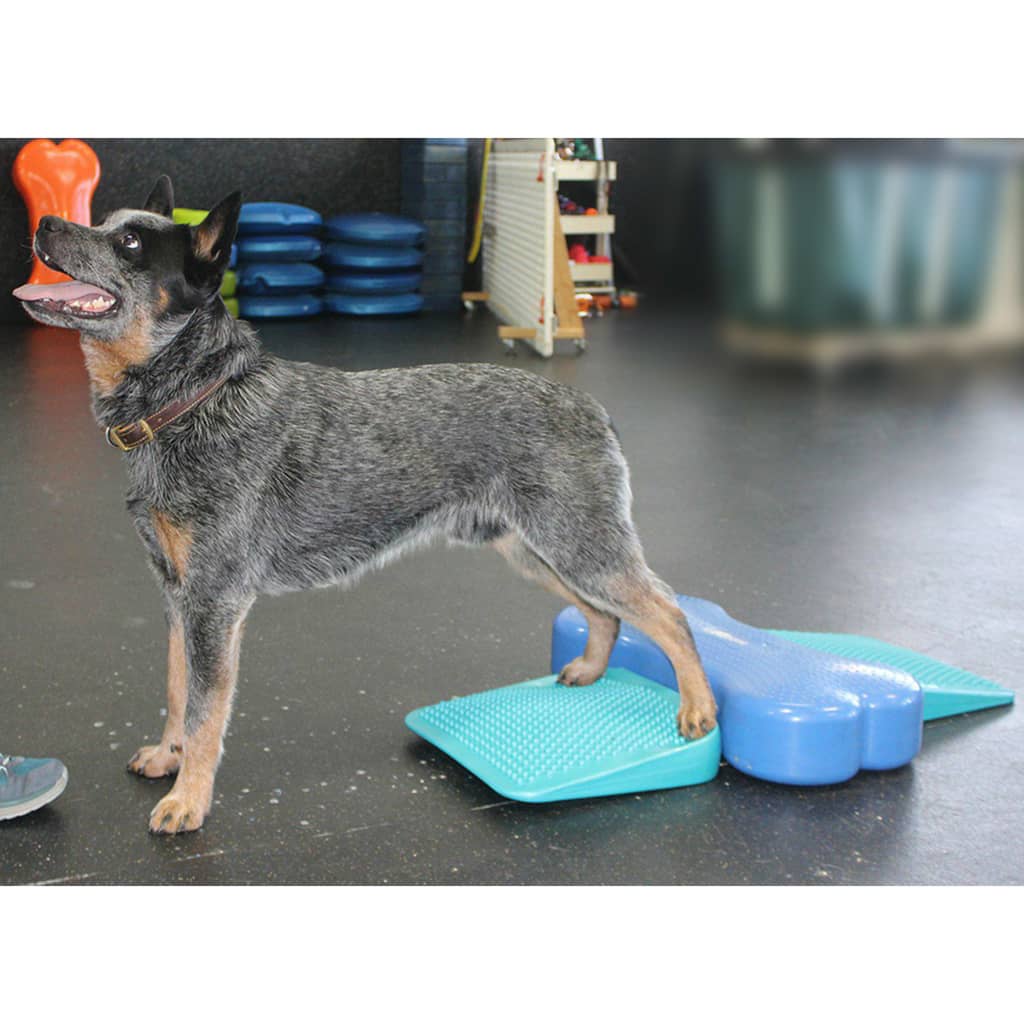 FitPAWS Pet Balance Ramp 35x35x7 cm Blue