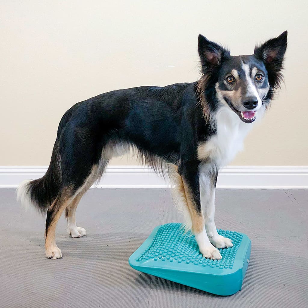 FitPAWS Pet Balance Ramp 35x35x7 cm Blue