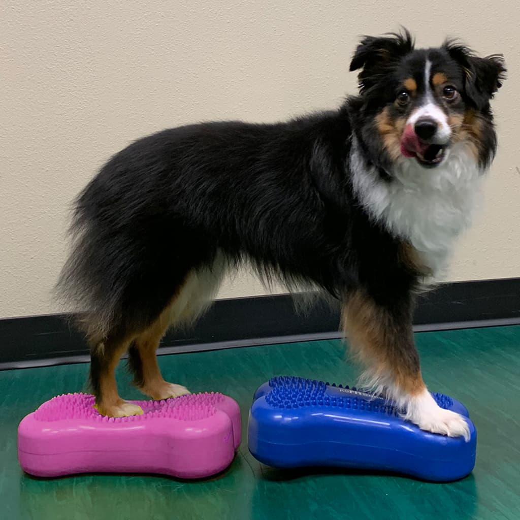 FitPAWS Pet Balance Platform Mini K9FITbone 2 pcs 29x16.5x6 cm Blue