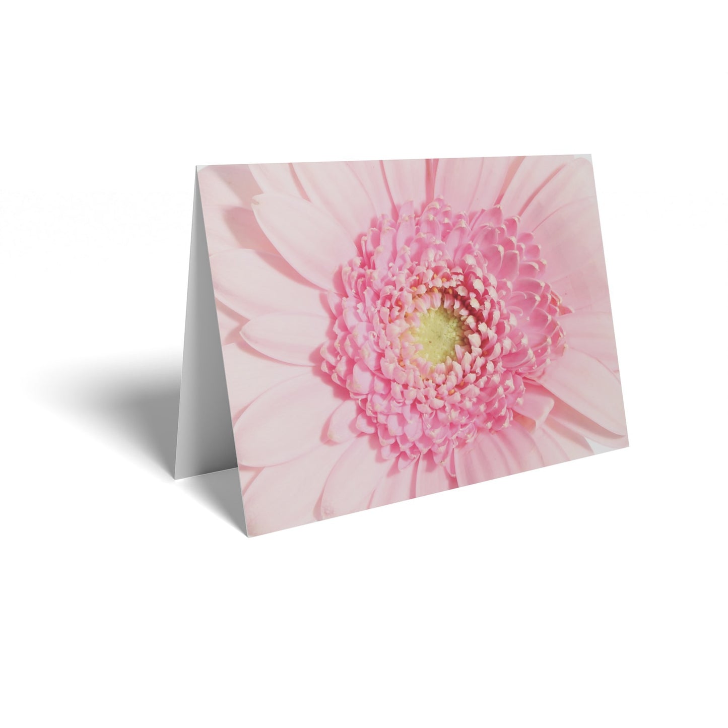 Pink Gerbera Folded Card with Care Info (pack of 25)