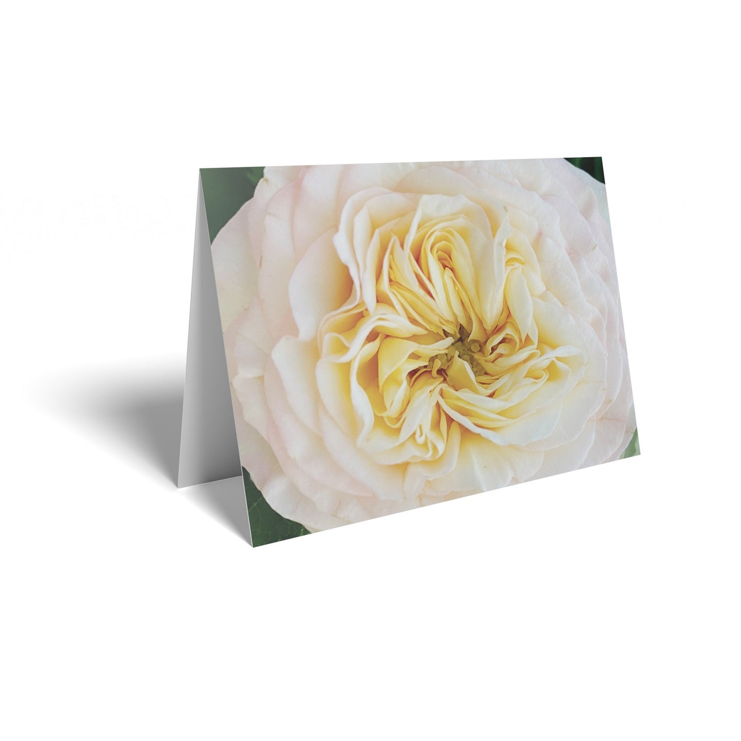 Pale Pink/Yellow Rose Folded Card with Care Info (pack of 25)