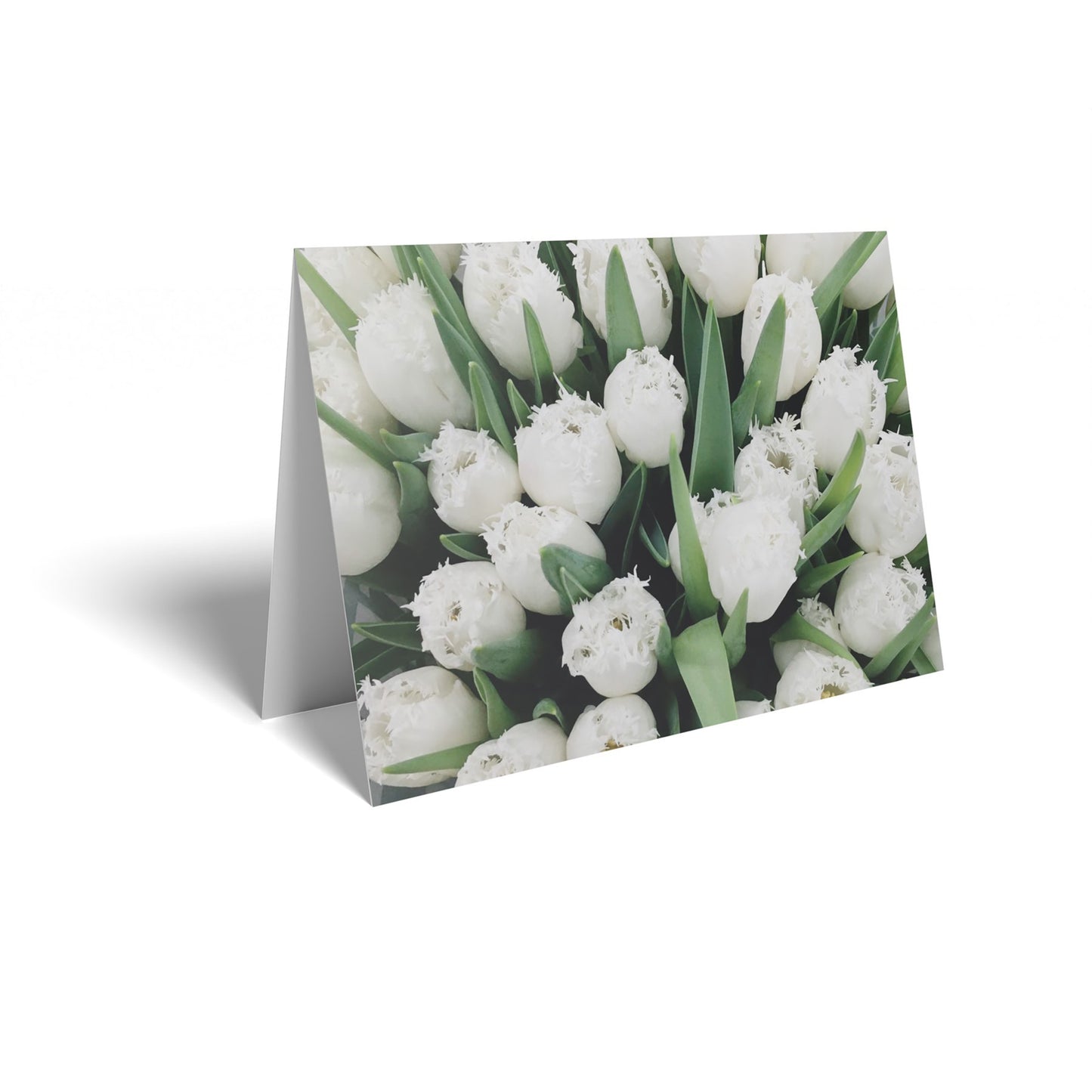 White Tulips Folded Card with Care Info (pack of 25)