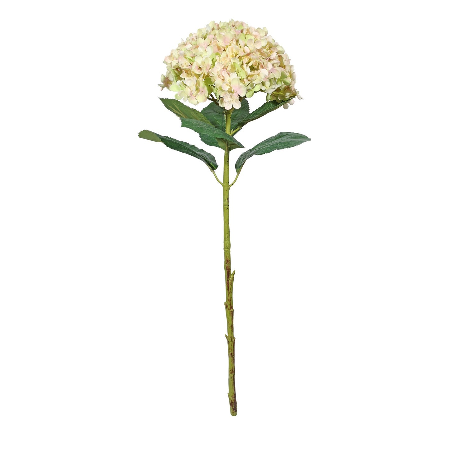 Botanica Giant Pale Green Mop Head Hydrangea (73cm)