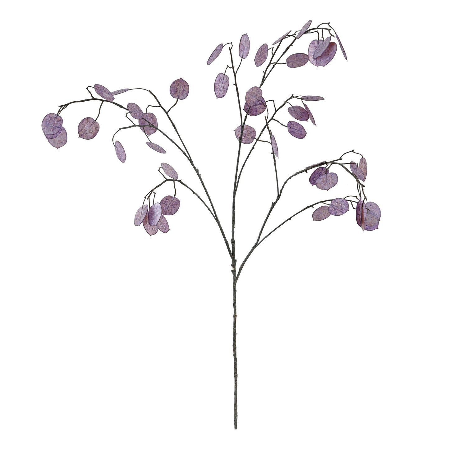 Pink Silver Dollar Spray (110cm)