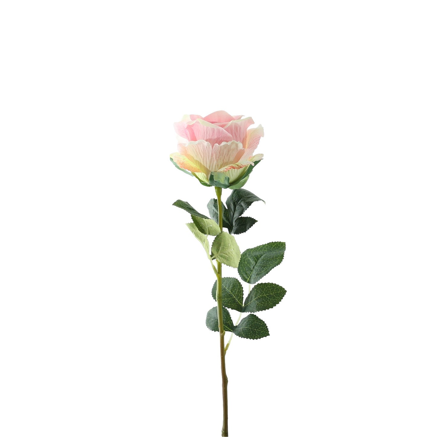 Essential Soft Pink Garden Rose