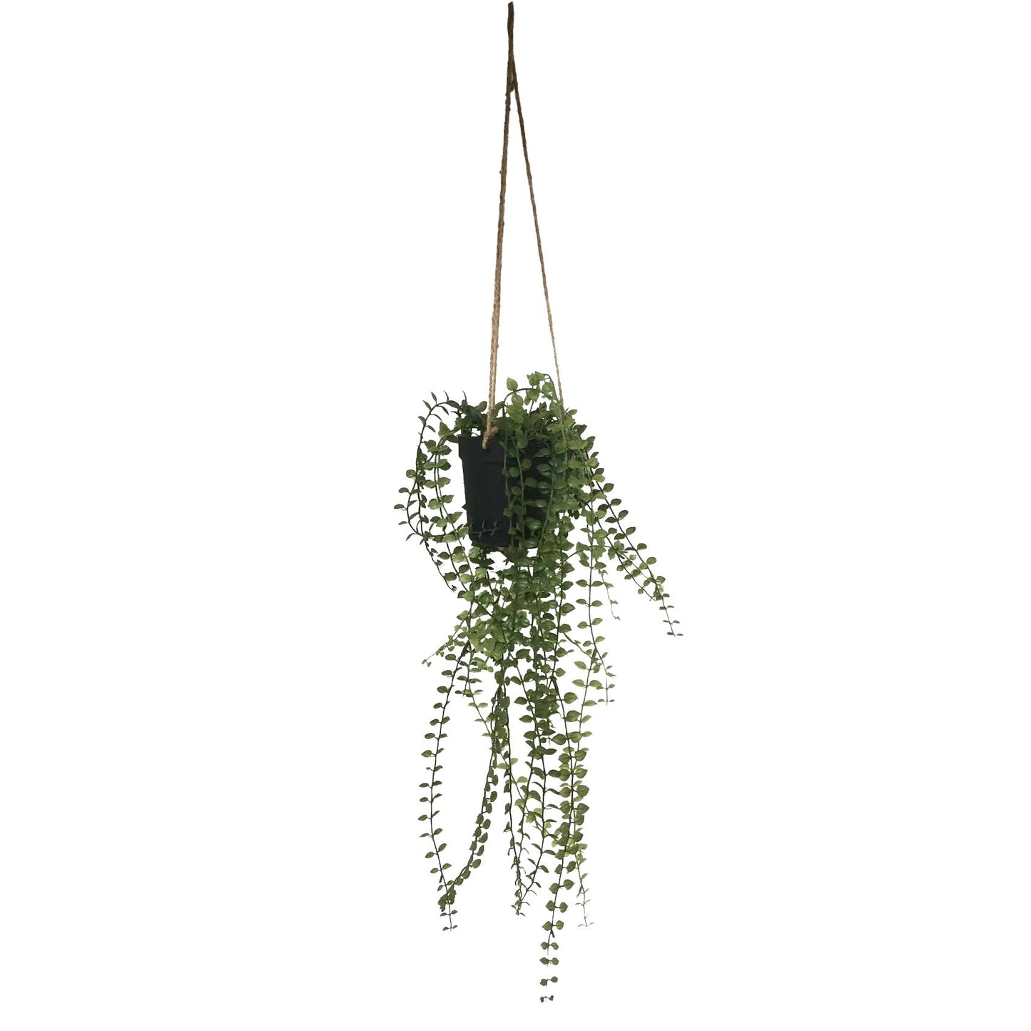 Botanica Mini Leaf Hanging Plant (50cm)