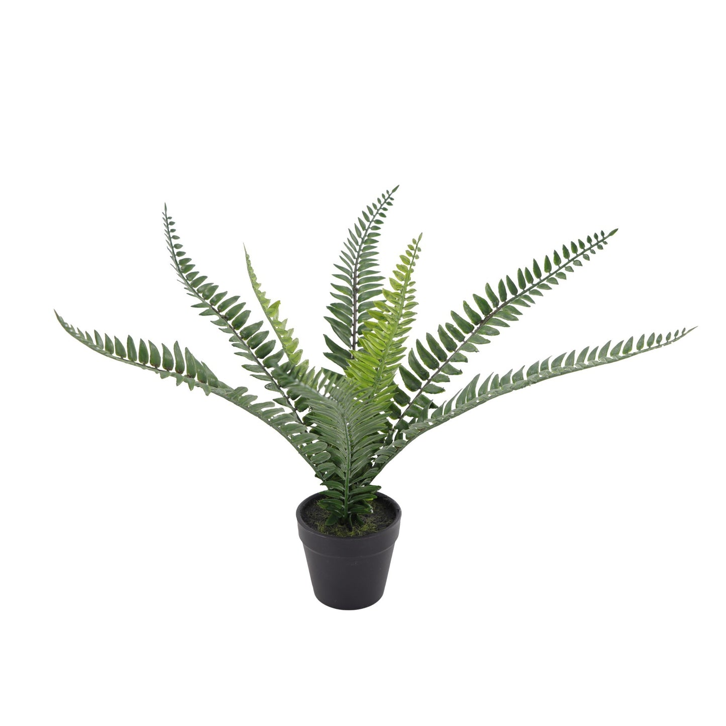 Botanica Fern Plant 8 Fronds (35cm)