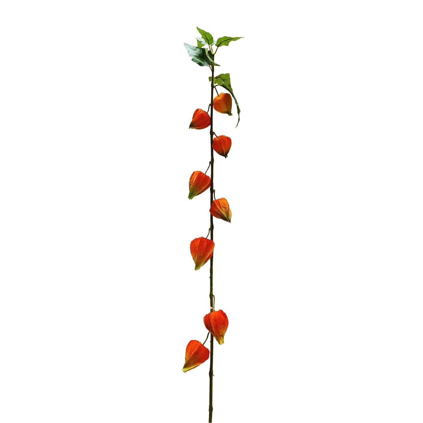 Botanica Orange Houzouki (91cm)