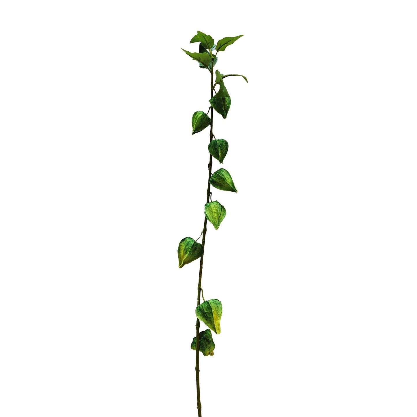 Botanica Green Houzouki (91cm)