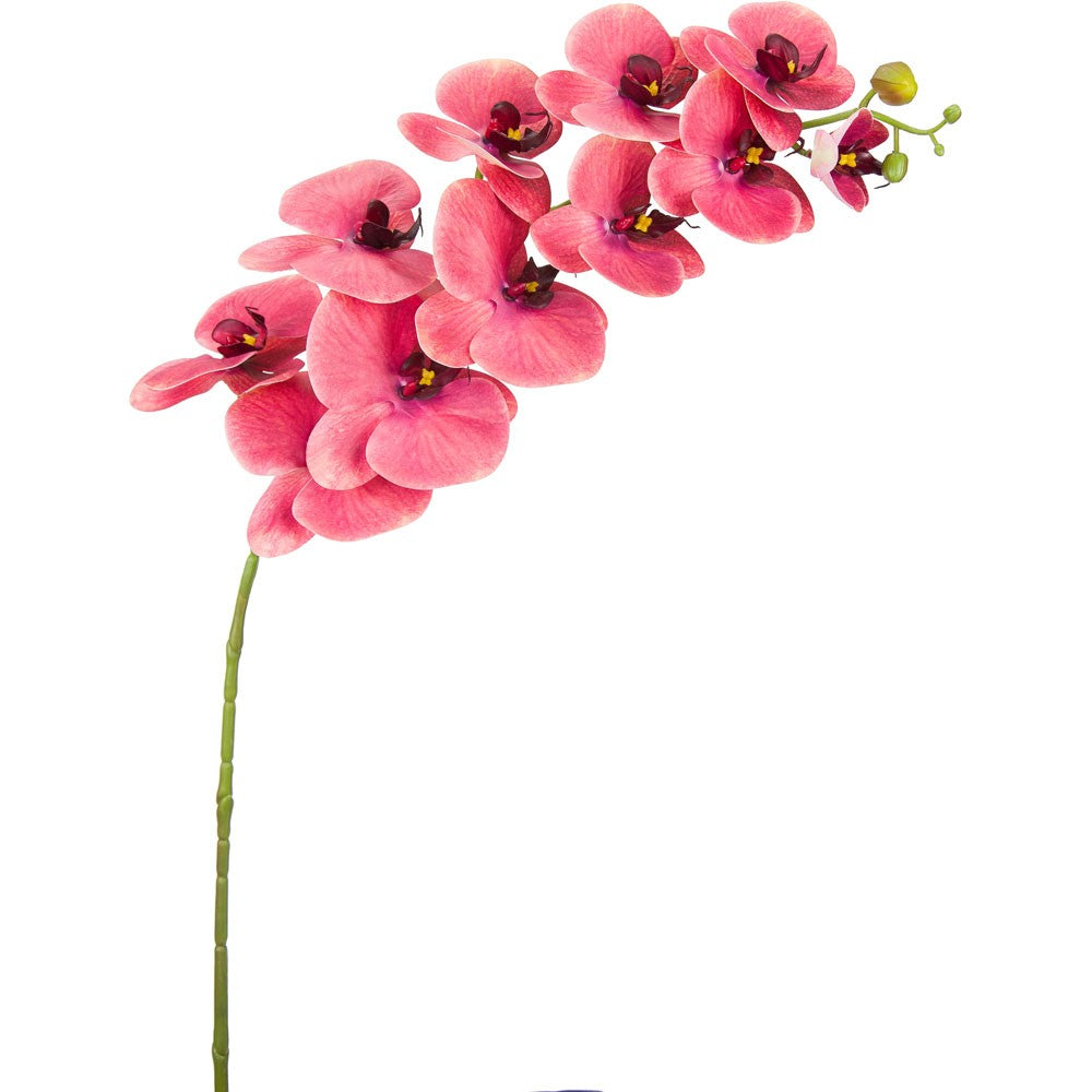 Crushed Raspberry Phalaenopsis Orchid Stem