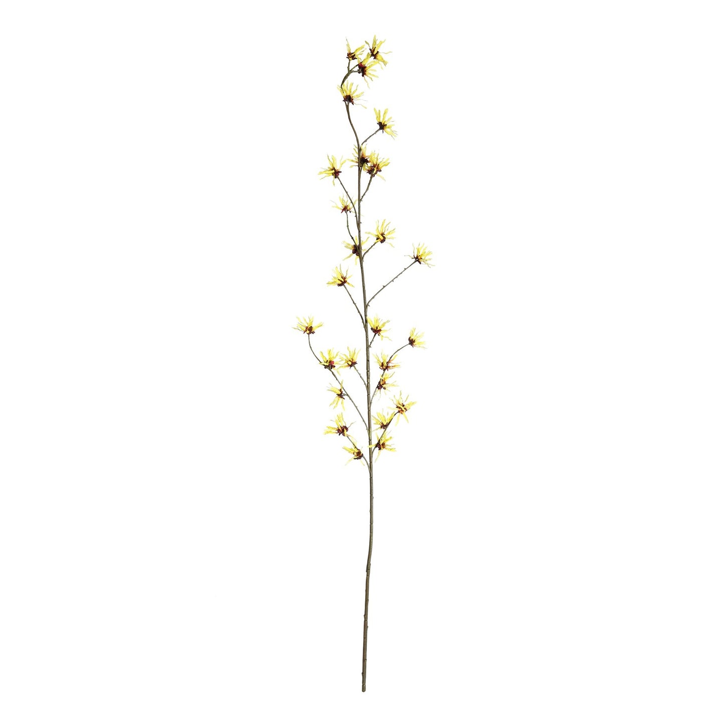 Botanica Yellow Hamamelis Branch (153cm)