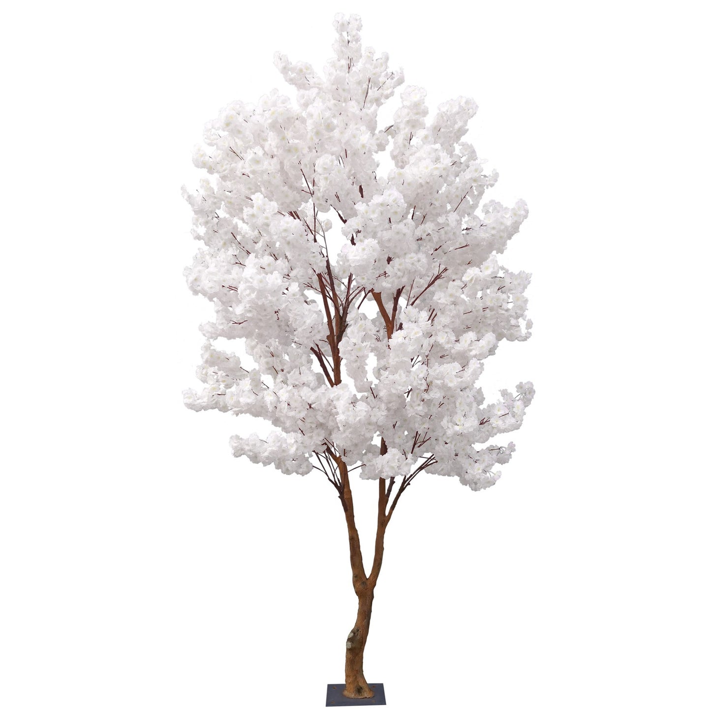 White Sakura Blossom Tree (2.8m)