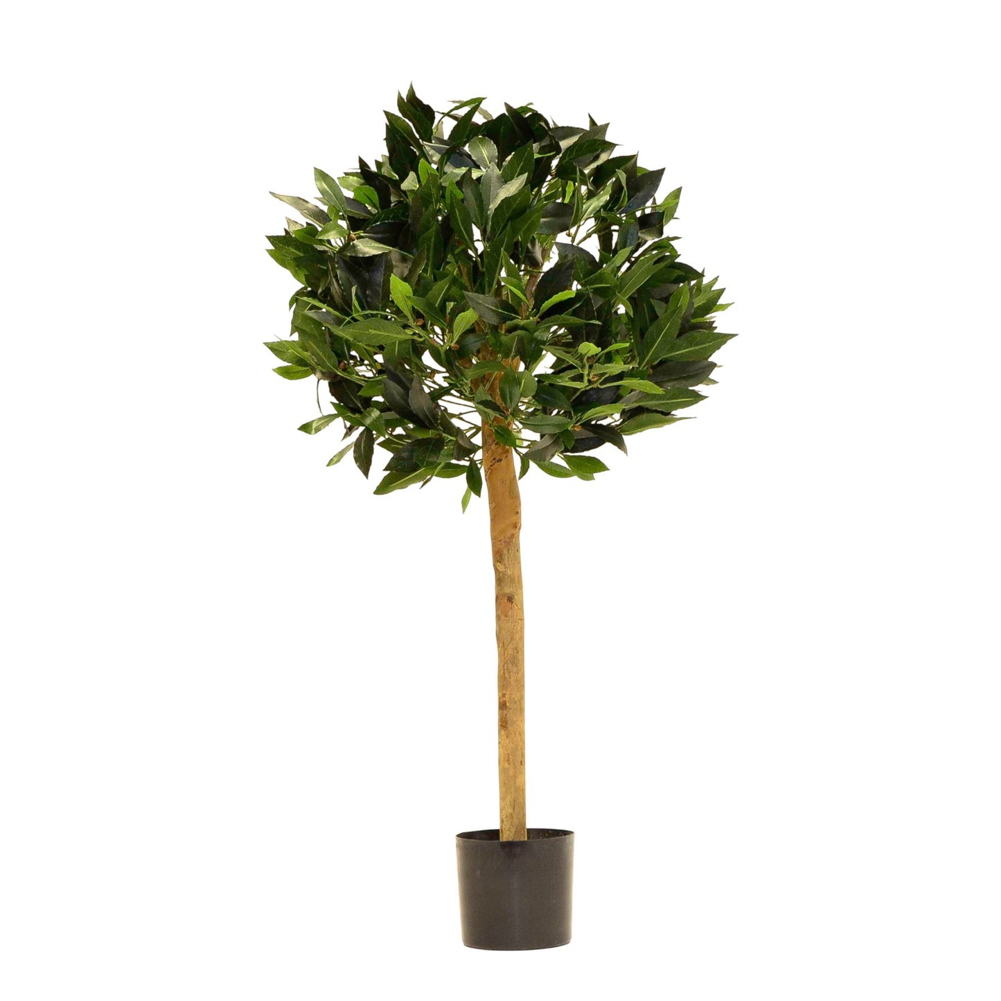 Green Bay Ball Potted Tree (2.5ft)