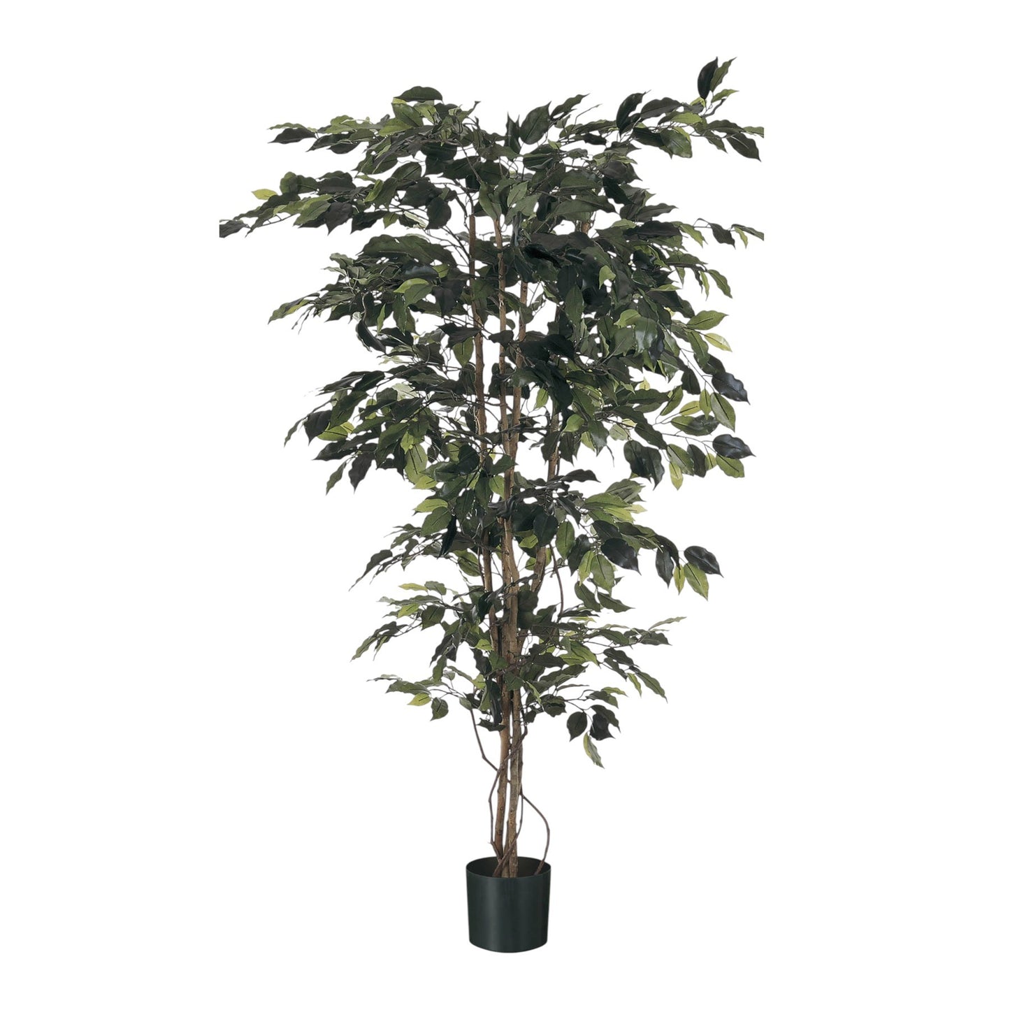 Green Fiscus Potted Tree (5ft)
