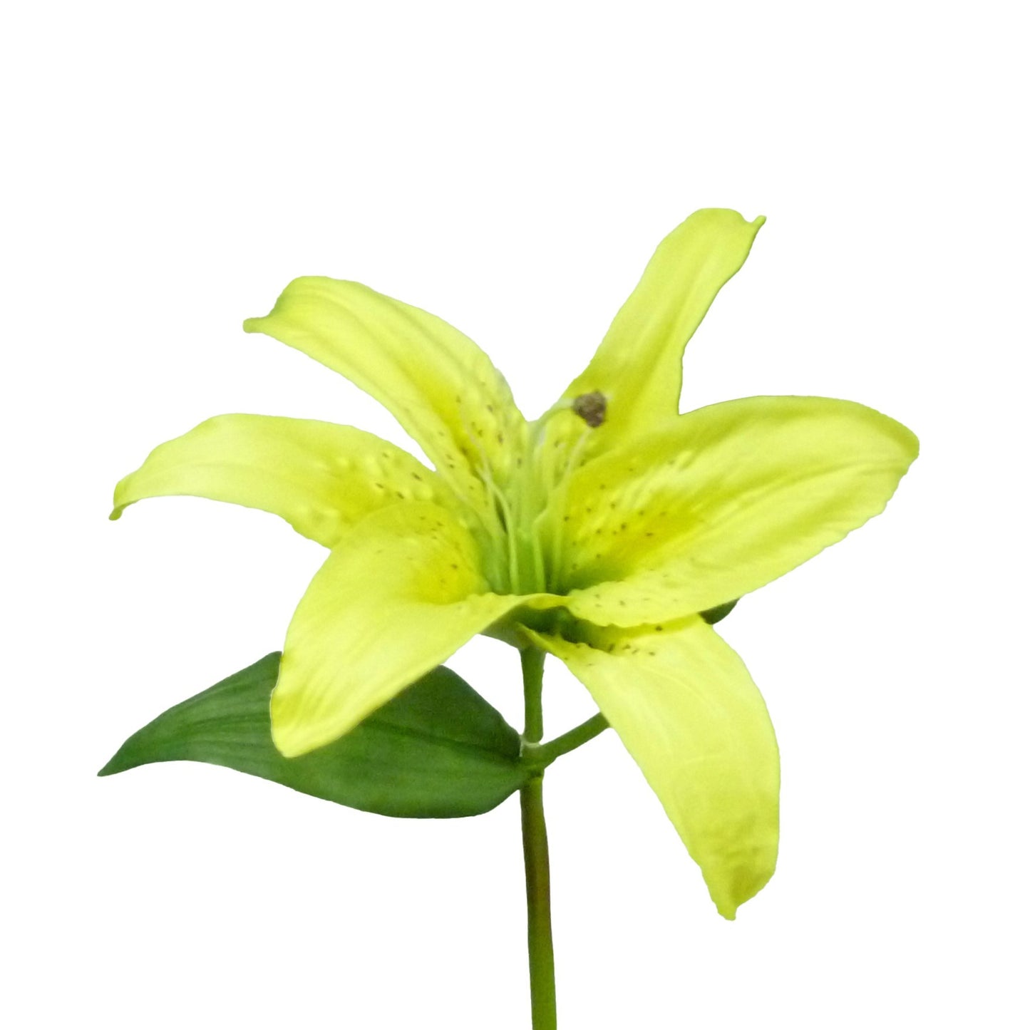 Yellow Casablanca Lily (38cm)