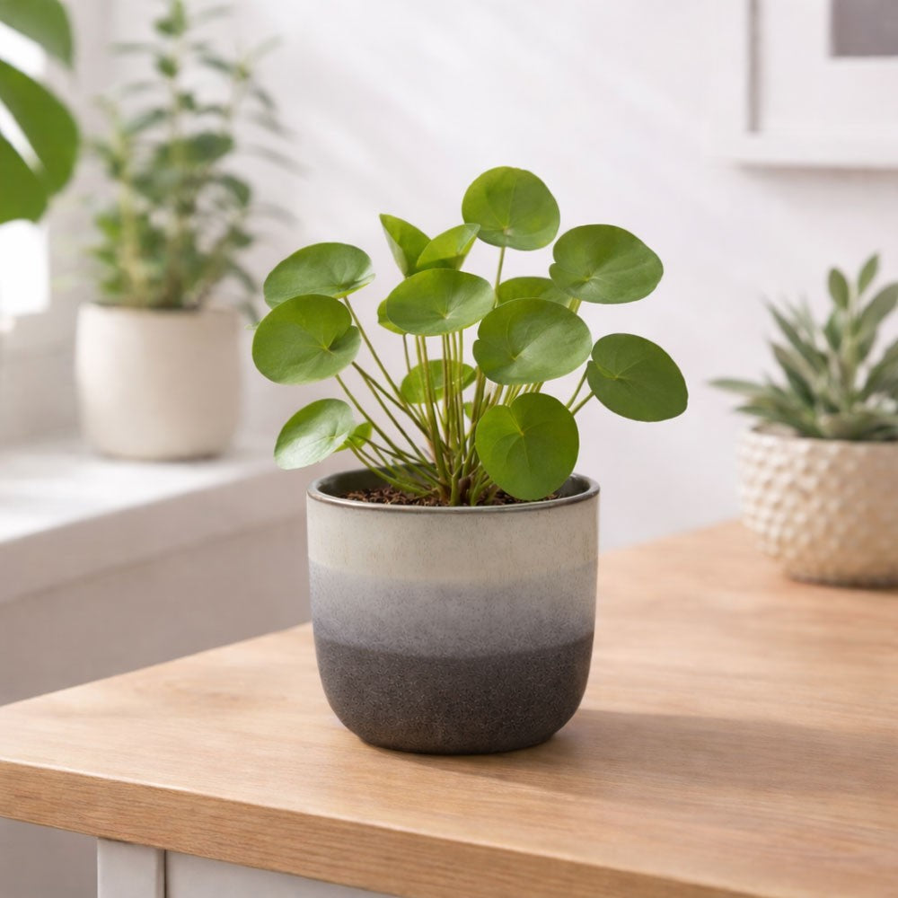 Hortus Grey Bordeaux Stoneware Pot (12cm H x 13cm Dia)
