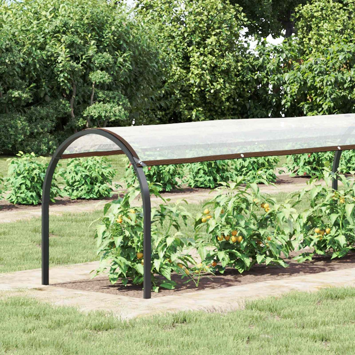 Plant Cover Transparent 6 x 1.5 m PE