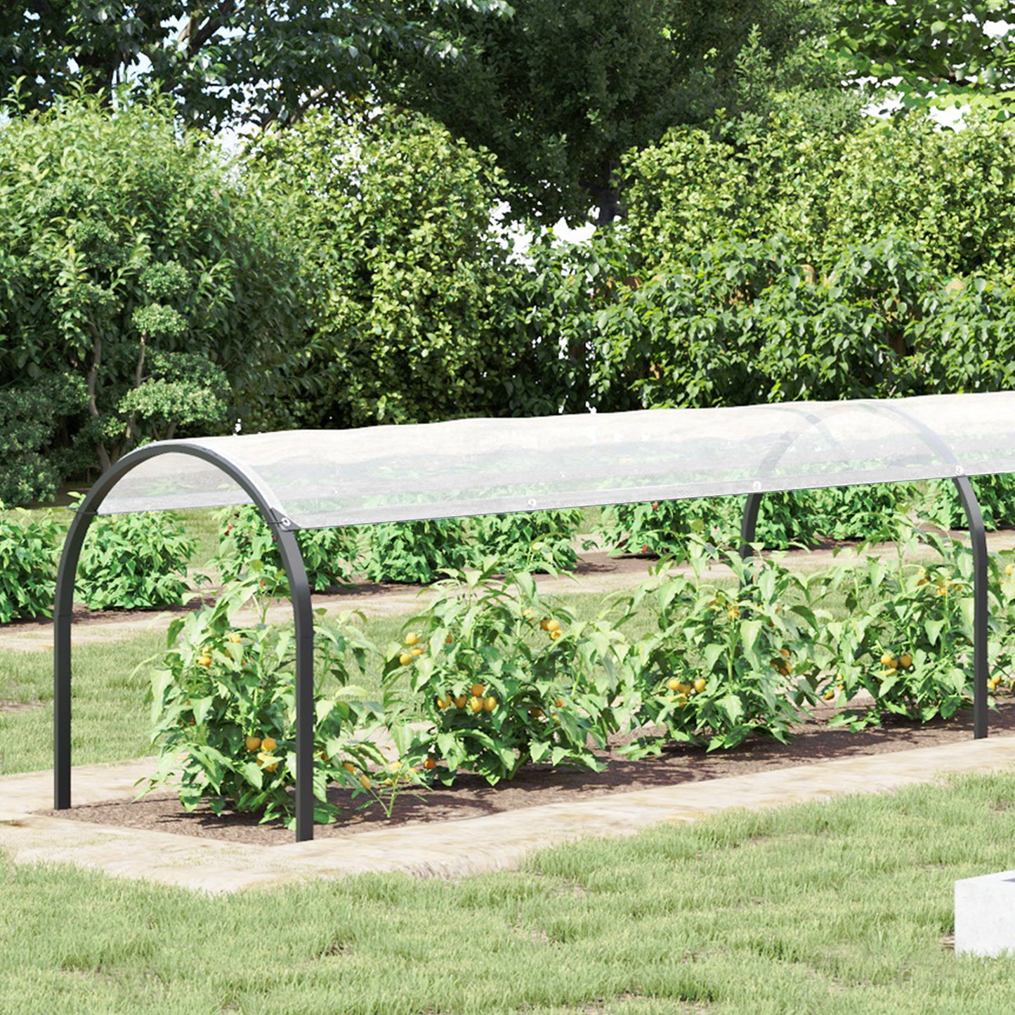 Plant Cover Transparent 1 x 12 m PE