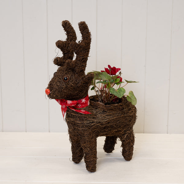 Salim Robin Red Breast Planter